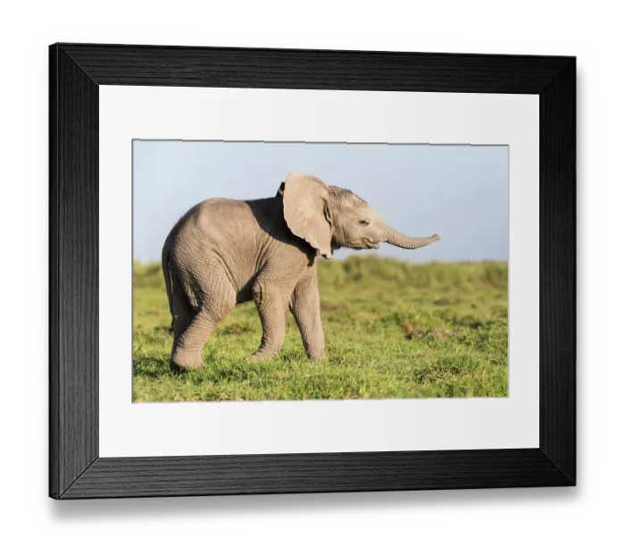 Framed Print : African elephant (Loxodonta africana) calf, portrait, Amboseli National Park, Kenya. Endangered Framed Print : African elephant (Loxodonta africana) calf, portrait, Amboseli National Park, Kenya. Endangered