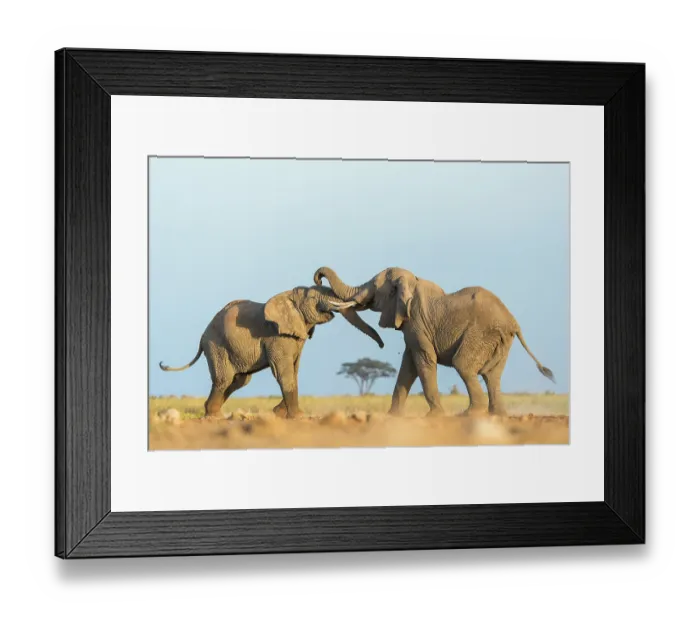 Framed Print : Two African elephants (Loxodonta africana) juvenile bulls, testing their strength against each other, playfighting, Amboseli National Park, Kenya. Endangered Framed Print : Two African elephants (Loxodonta africana) juvenile bulls, testing their strength against each other, playfighting, Amboseli National Park, Kenya. Endangered