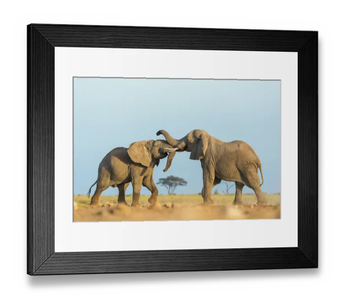 Framed Print : Two African elephants (Loxodonta africana) juvenile bulls, testing their strength against each other, playfighting, Amboseli National Park, Kenya. Endangered Framed Print : Two African elephants (Loxodonta africana) juvenile bulls, testing their strength against each other, playfighting, Amboseli National Park, Kenya. Endangered