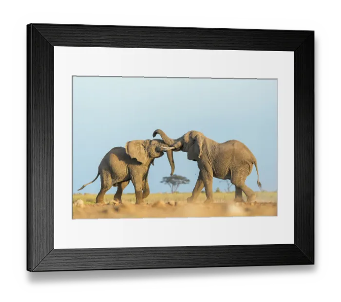 Framed Print : Two African elephants (Loxodonta africana) juvenile bulls, testing their strength against each other, playfighting, Amboseli National Park, Kenya. Endangered Framed Print : Two African elephants (Loxodonta africana) juvenile bulls, testing their strength against each other, playfighting, Amboseli National Park, Kenya. Endangered