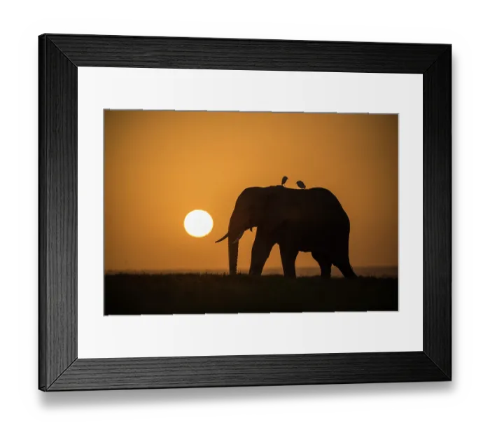 Framed Print : African elephant (Loxodonta africana) bull silhouetted in front of the setting sun, with Cattle egrets (Bubulcus ibis) perched on its back, Amboseli National Park Framed Print : African elephant (Loxodonta africana) bull silhouetted in front of the setting sun, with Cattle egrets (Bubulcus ibis) perched on its back, Amboseli National Park