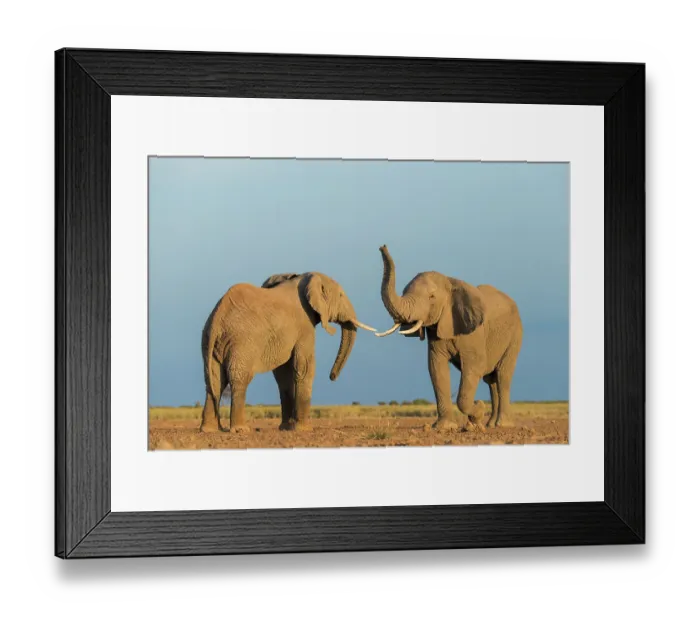 Framed Print : Two African elephants (Loxodonta africana) juvenile bulls, testing their strength against each other, playfighting, Amboseli National Park, Kenya. Endangered Framed Print : Two African elephants (Loxodonta africana) juvenile bulls, testing their strength against each other, playfighting, Amboseli National Park, Kenya. Endangered