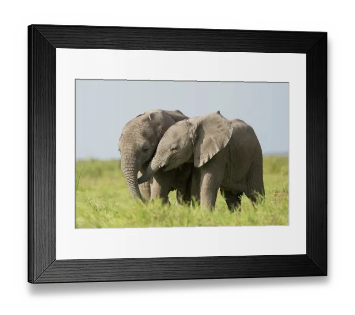 Framed Print : Two African elephant (Loxodonta africana) calves playing, Amboseli National Park, Kenya. Endangered Framed Print : Two African elephant (Loxodonta africana) calves playing, Amboseli National Park, Kenya. Endangered