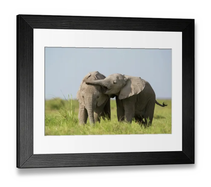 Framed Print : Two African elephant (Loxodonta africana) calves playing, Amboseli National Park, Kenya. Endangered Framed Print : Two African elephant (Loxodonta africana) calves playing, Amboseli National Park, Kenya. Endangered
