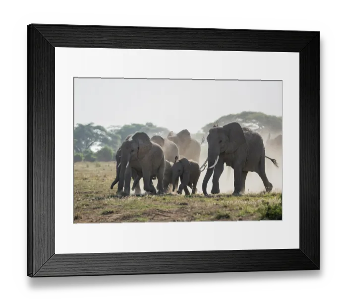 Framed Print : African elephant (Loxodonta africana) cows and calves herd rushing towards a water hole, Amboseli National Park, Kenya. Endangered Framed Print : African elephant (Loxodonta africana) cows and calves herd rushing towards a water hole, Amboseli National Park, Kenya. Endangered