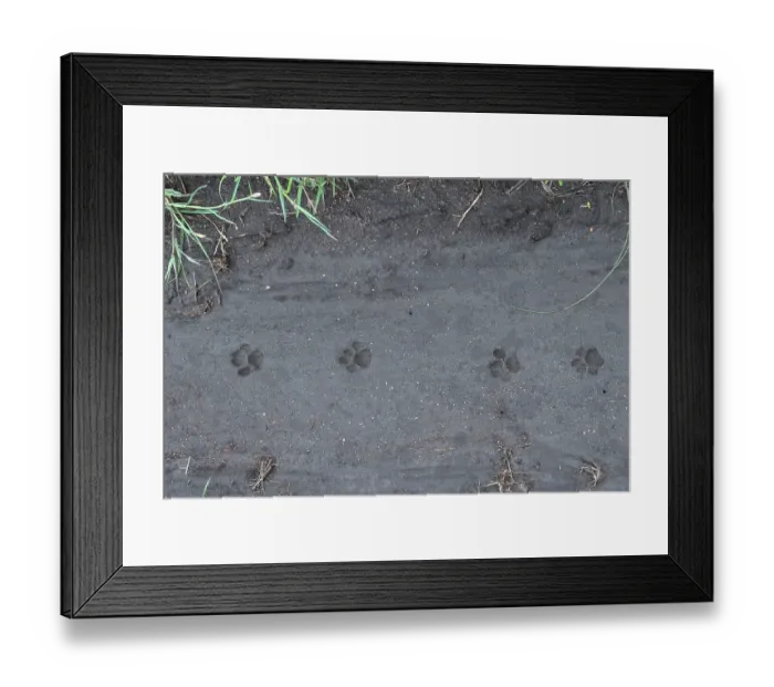 Framed Print : Serval (Leptailurus serval) footprints in wet sand, Serengeti National Park, Tanzania Framed Print : Serval (Leptailurus serval) footprints in wet sand, Serengeti National Park, Tanzania