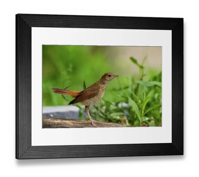 Framed Print : Nightingale (Luscinia megarhynchos) perched on log, Hungary. June Framed Print : Nightingale (Luscinia megarhynchos) perched on log, Hungary. June