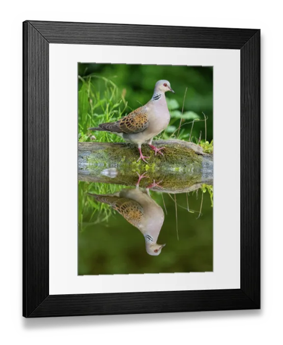 Framed Print : Turtle dove (Streptopelia turtur) standing on moss-covered log at water's edge, Hungary. June Framed Print : Turtle dove (Streptopelia turtur) standing on moss-covered log at water's edge, Hungary. June