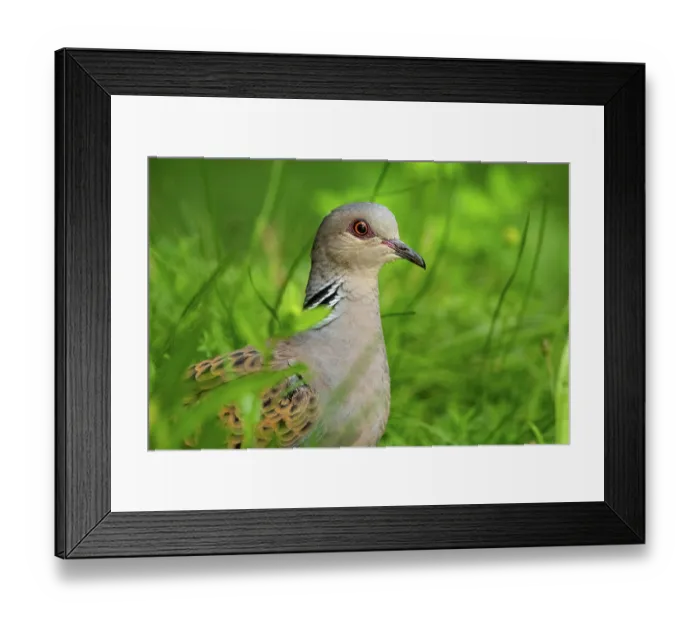 Framed Print : Turtle dove (Streptopelia turtur) portrait, Hungary. June