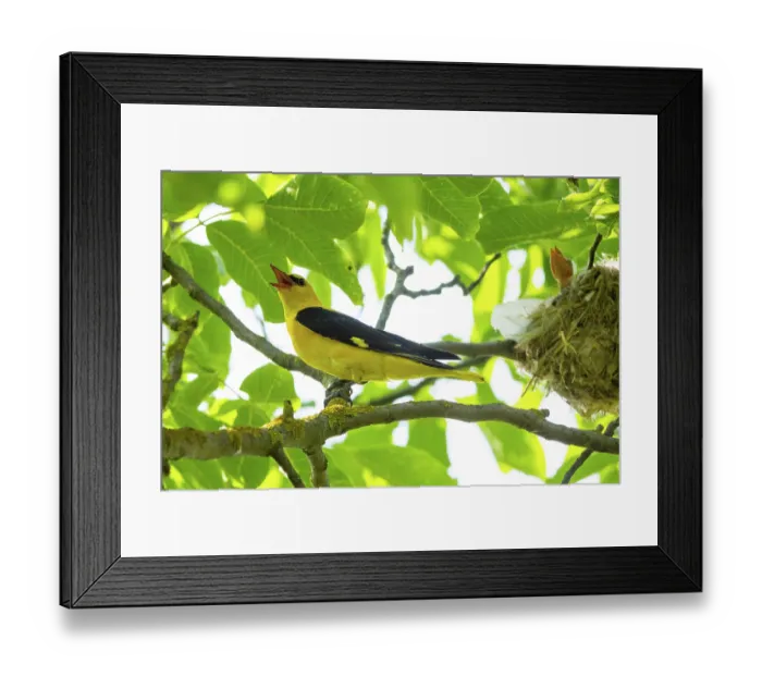 Framed Print : Golden oriole (Oriolus oriolus) male, perched on branch next to nest calling, chick visible in nest, Hungary. June Framed Print : Golden oriole (Oriolus oriolus) male, perched on branch next to nest calling, chick visible in nest, Hungary. June
