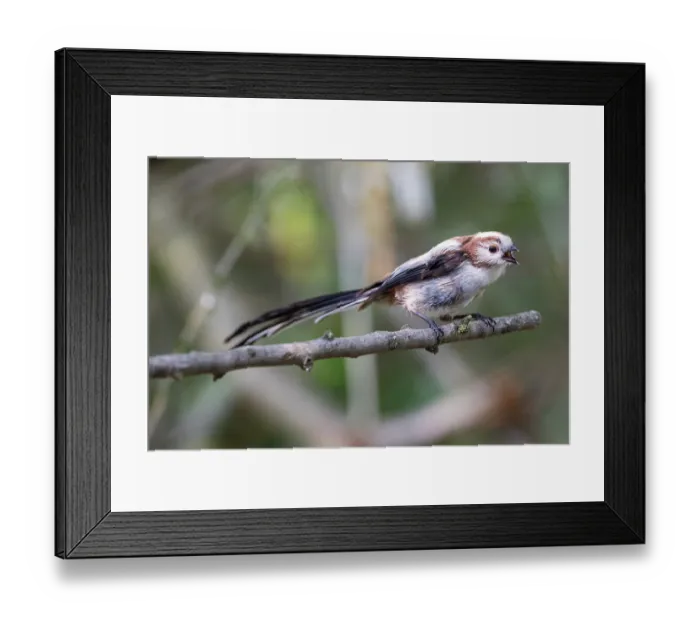 Framed Print : Long-tailed tit (Aegithalos caudatus) perched on branch calling, Hungary. June Framed Print : Long-tailed tit (Aegithalos caudatus) perched on branch calling, Hungary. June