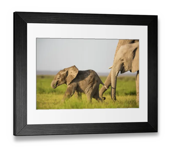 Framed Print : African elephant (Loxodonta africana) calf running over grassland close to its mother, Amboseli National Park, Kenya. Endangered Framed Print : African elephant (Loxodonta africana) calf running over grassland close to its mother, Amboseli National Park, Kenya. Endangered