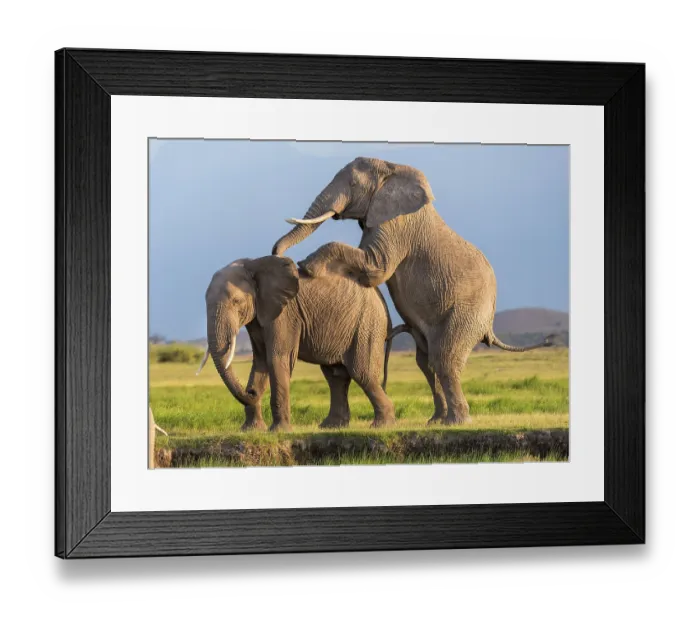 Framed Print : Two African elephant (Loxodonta africana) bulls imitating mating while socialising, Amboseli National Park, Kenya. Endangered Framed Print : Two African elephant (Loxodonta africana) bulls imitating mating while socialising, Amboseli National Park, Kenya. Endangered