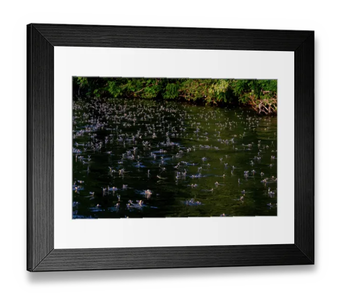 Framed Print : Tisza mayflies (Palingenia Longicauda) mass emergence on river, River Tisza, Hungary. June Framed Print : Tisza mayflies (Palingenia Longicauda) mass emergence on river, River Tisza, Hungary. June