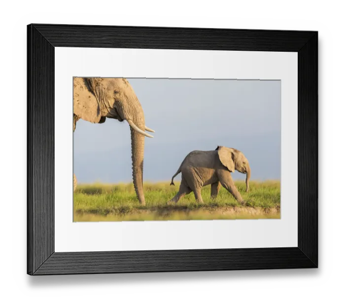 Framed Print : African elephant (Loxodonta africana) female and calf walking across plains, Amboseli National Park, Kenya. Endangered