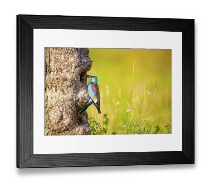 Framed Print : European roller (Coracias garrulus) perched at entrance to nest hole carrying food for chicks in beak, Hungary. June Framed Print : European roller (Coracias garrulus) perched at entrance to nest hole carrying food for chicks in beak, Hungary. June
