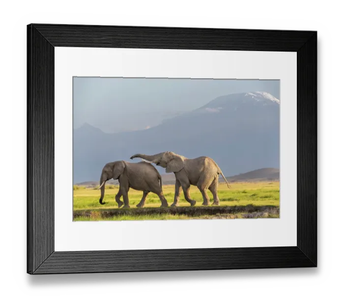Framed Print : Two African elephant (Loxodonta africana) bulls socialising with Mount Kilimanjaro behind, Amboseli National Park, Kenya. Endangered Framed Print : Two African elephant (Loxodonta africana) bulls socialising with Mount Kilimanjaro behind, Amboseli National Park, Kenya. Endangered