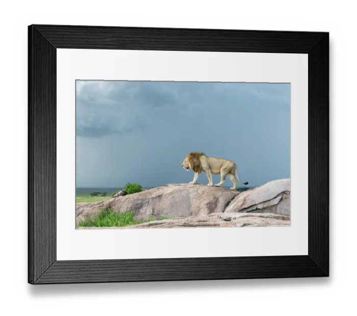 Framed Print : Lion (Panthera leo) dominant male, standing on a small granite outcrop, looking out over his territory under cloudy sky, Serengeti National Park, Tanzania Framed Print : Lion (Panthera leo) dominant male, standing on a small granite outcrop, looking out over his territory under cloudy sky, Serengeti National Park, Tanzania