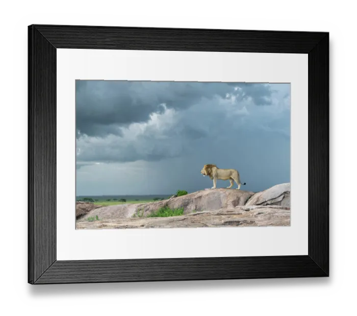 Framed Print : Lion (Panthera leo) dominant male, standing on a small granite outcrop, looking out over his territory under cloudy sky, Serengeti National Park, Tanzania Framed Print : Lion (Panthera leo) dominant male, standing on a small granite outcrop, looking out over his territory under cloudy sky, Serengeti National Park, Tanzania