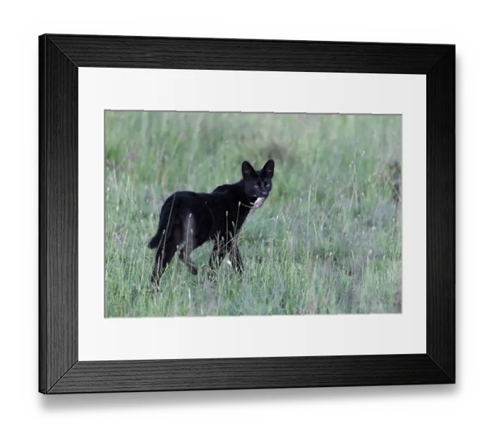 Framed Print : Serval (Leptailurus serval) melanistic, walking through grassland carrying rodent prey in mouth, Serengeti National Park, Tanzania Framed Print : Serval (Leptailurus serval) melanistic, walking through grassland carrying rodent prey in mouth, Serengeti National Park, Tanzania