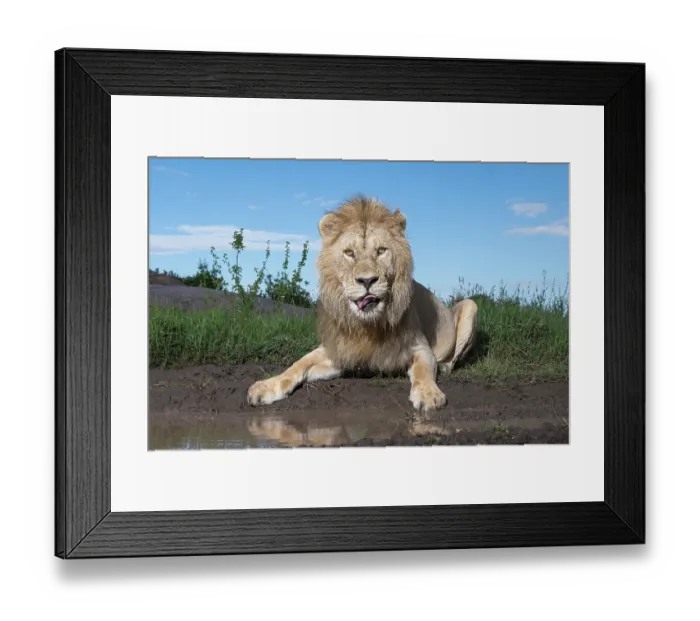 Framed Print : Lion (Panthera leo) male, drinking from a small puddle, Serengeti National Park, Tanzania Framed Print : Lion (Panthera leo) male, drinking from a small puddle, Serengeti National Park, Tanzania