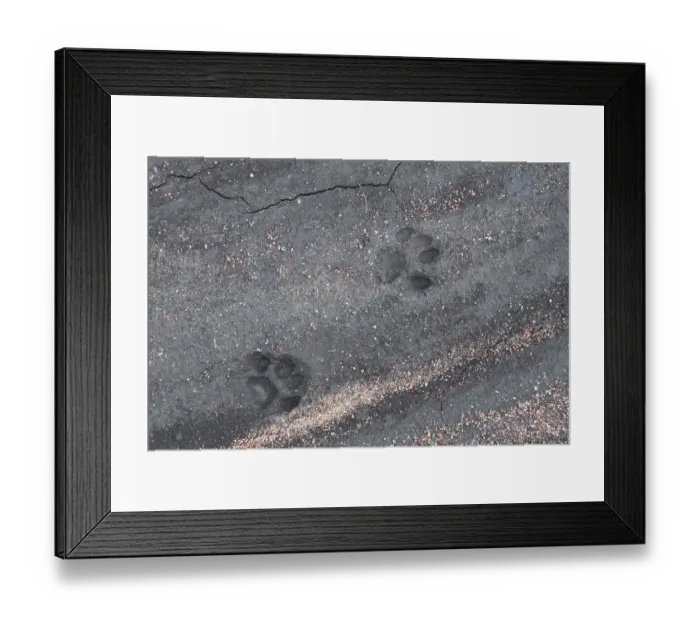 Framed Print : Serval (Leptailurus serval) footprints in wet sand, Serengeti National Park, Tanzania Framed Print : Serval (Leptailurus serval) footprints in wet sand, Serengeti National Park, Tanzania