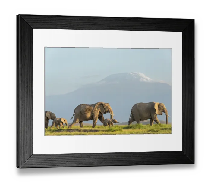 Framed Print : African elephant (Loxodonta africana) females and calves, walking across plain with Mount Kilimanjaro behind, Amboseli National Park, Kenya. Endangered Framed Print : African elephant (Loxodonta africana) females and calves, walking across plain with Mount Kilimanjaro behind, Amboseli National Park, Kenya. Endangered