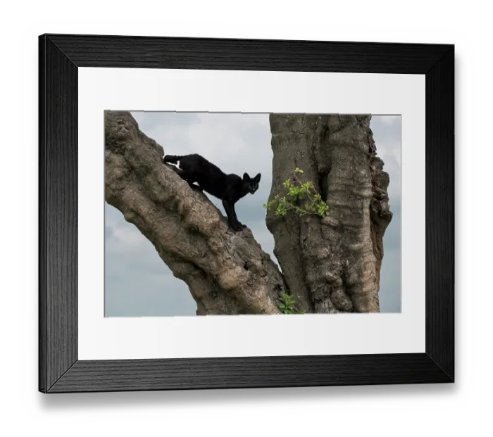 Framed Print : Serval (Leptailurus serval) melanistic, climbing in tree, Serengeti National Park, Tanzania Framed Print : Serval (Leptailurus serval) melanistic, climbing in tree, Serengeti National Park, Tanzania