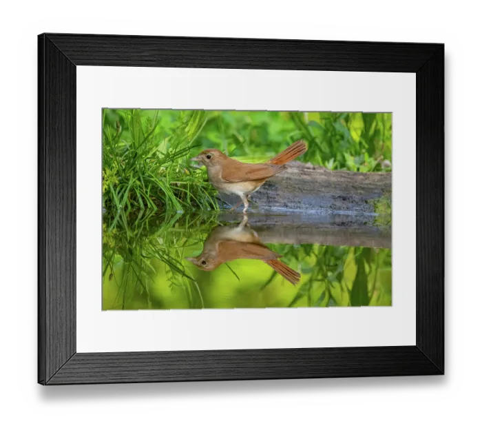 Framed Print : Nightingale (Luscinia megarhynchos) walking along water's edge, Hungary. June