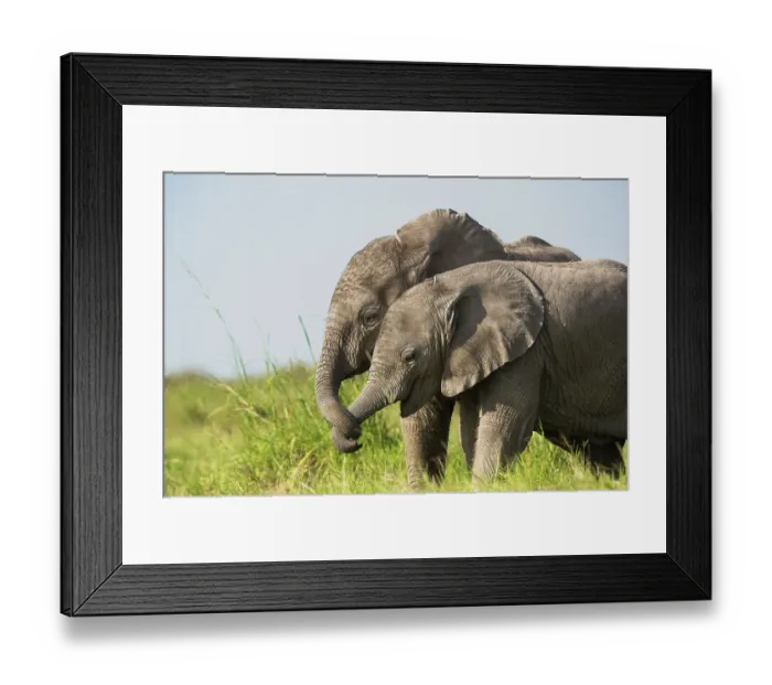 Framed Print : Two African elephant (Loxodonta africana) calves playing, Amboseli National Park, Kenya. Endangered Framed Print : Two African elephant (Loxodonta africana) calves playing, Amboseli National Park, Kenya. Endangered