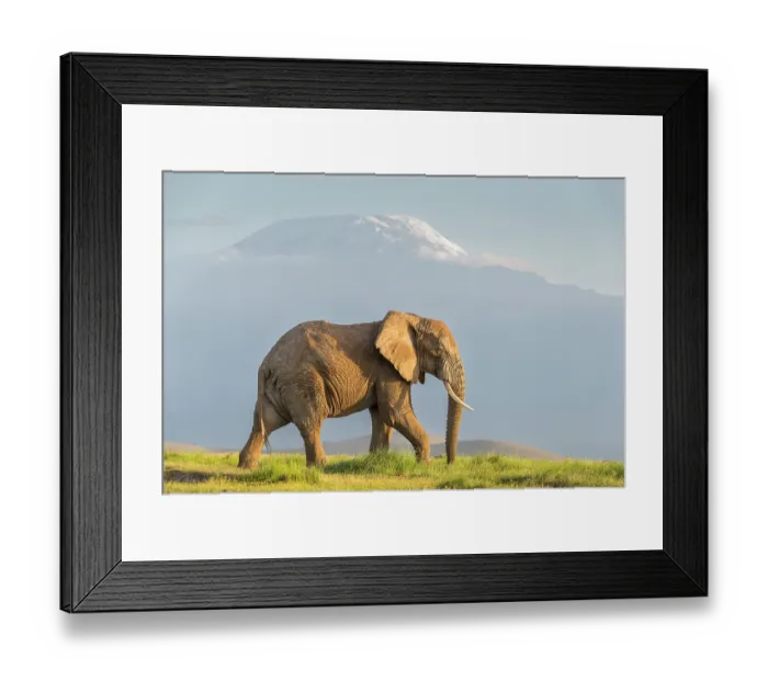 Framed Print : African elephant (Loxodonta africana) bull, walking in front of Mount Kilimanjaro, Amboseli National Park, Kenya. Endangered