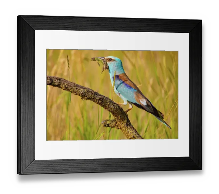 Framed Print : European roller (Coracias garrulus) perched on branch with lizard prey in beak, Hungary. June Framed Print : European roller (Coracias garrulus) perched on branch with lizard prey in beak, Hungary. June
