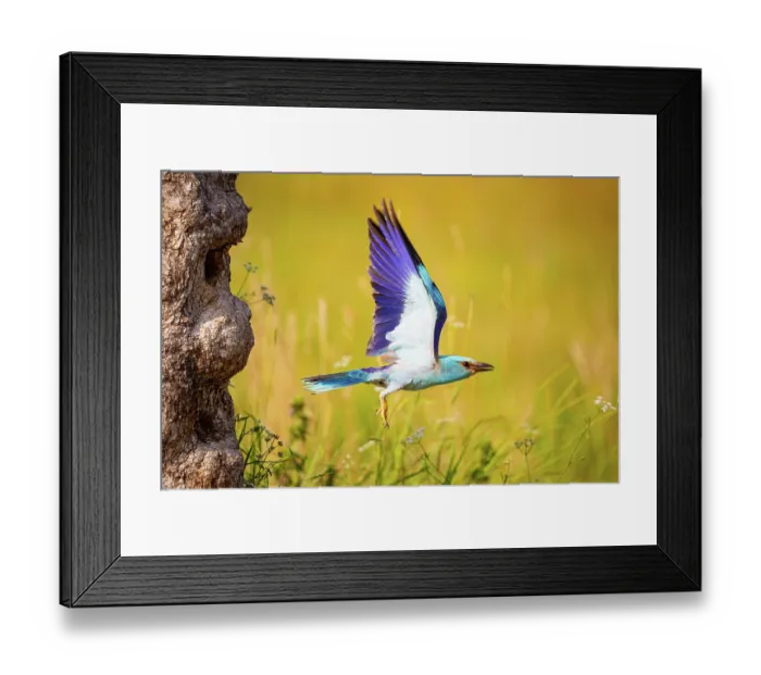 Framed Print : European roller (Coracias garrulus) taking flight from nest hole in tree trunk, Hungary. June Framed Print : European roller (Coracias garrulus) taking flight from nest hole in tree trunk, Hungary. June