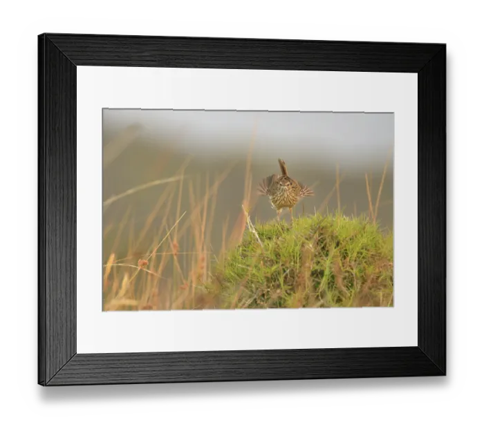 Framed Print : Striated fieldwren (Calamanthus fuliginosus) perched on grass hummock ruffling its wing feathers, Narawntapu National Park, Northern Tasmania, Australia Framed Print : Striated fieldwren (Calamanthus fuliginosus) perched on grass hummock ruffling its wing feathers, Narawntapu National Park, Northern Tasmania, Australia