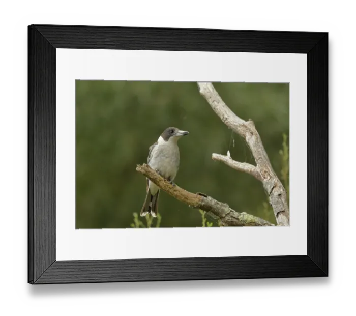 Framed Print : Grey butcherbird (Cracticus torquatus) perched on branch, Tasmania, Australia