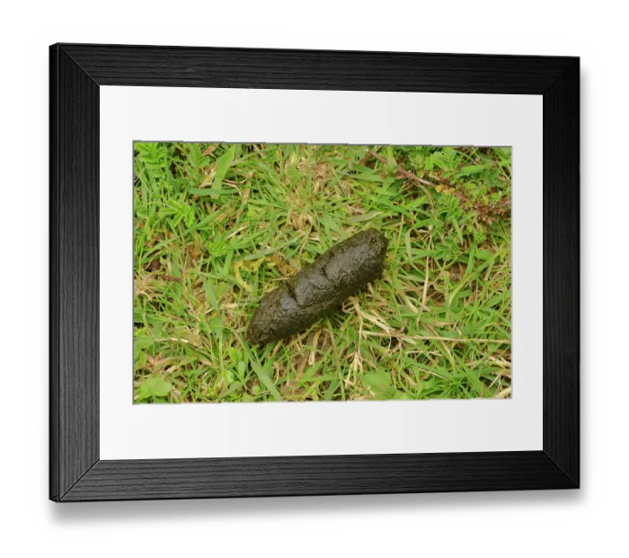 Framed Print : Bennett's wallaby (Macropus rufogriseus) scat, Cradle Mountain National Park, Tasmania, Australia Framed Print : Bennett's wallaby (Macropus rufogriseus) scat, Cradle Mountain National Park, Tasmania, Australia