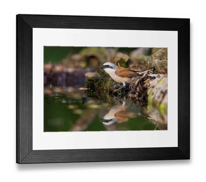 Framed Print : Red-backed shrike (Lanius collurio) male, perched at water's edge, Hungary. June Framed Print : Red-backed shrike (Lanius collurio) male, perched at water's edge, Hungary. June