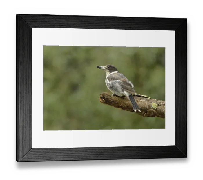 Framed Print : Grey butcherbird (Cracticus torquatus) perched on branch, Tasmania, Australia