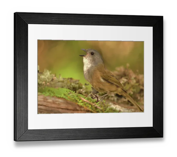 Framed Print : Olive whistler (Pachycephala olivacea) singing, Tasmania, Australia Framed Print : Olive whistler (Pachycephala olivacea) singing, Tasmania, Australia