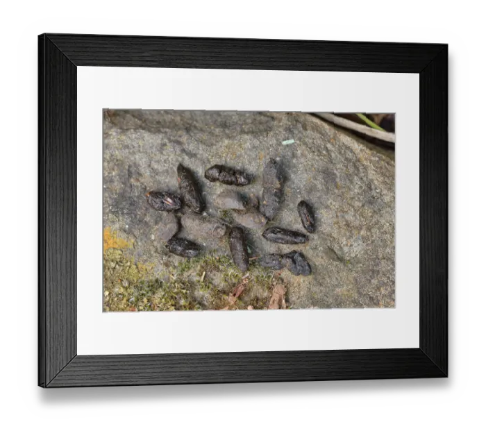 Framed Print : Common ringtail possum (Pseudocheirus peregrinus) scat, Tasmania, Australia Framed Print : Common ringtail possum (Pseudocheirus peregrinus) scat, Tasmania, Australia