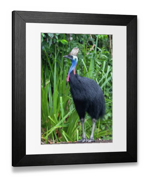 Framed Print : Southern cassowary (Casuarius casuarius) portrait, Etty Bay, tropical lowland rainforest, Queensland, Australia Framed Print : Southern cassowary (Casuarius casuarius) portrait, Etty Bay, tropical lowland rainforest, Queensland, Australia
