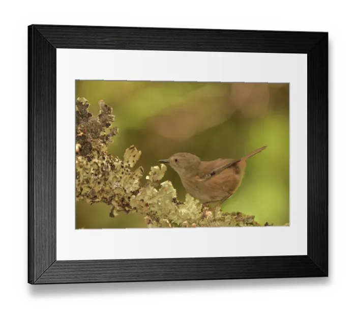 Framed Print : Tasmanian scrubwren (Sericornis humilis) perched on branch, Cradle Mountain - Lake St Clair National Park, World Heritage Area, Tasmania, Australia Framed Print : Tasmanian scrubwren (Sericornis humilis) perched on branch, Cradle Mountain - Lake St Clair National Park, World Heritage Area, Tasmania, Australia