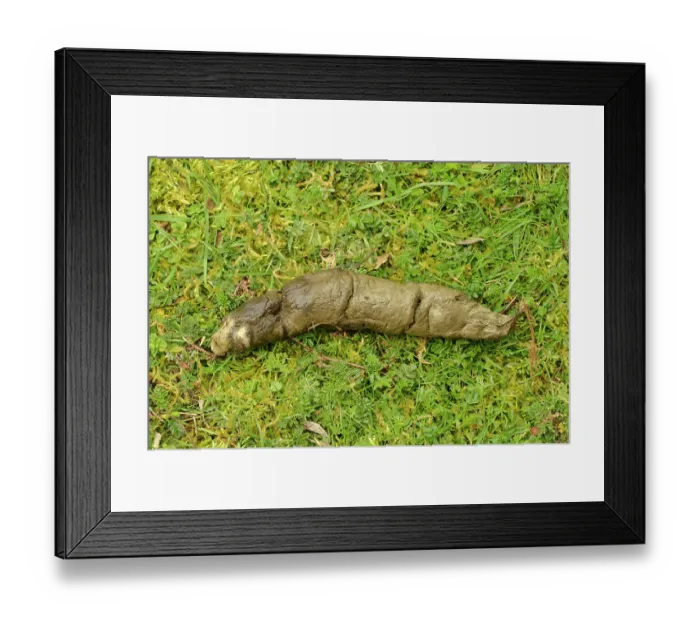 Framed Print : Tasmanian devil (Sarcophilus harrisii) scat, Tasmania, Australia Framed Print : Tasmanian devil (Sarcophilus harrisii) scat, Tasmania, Australia