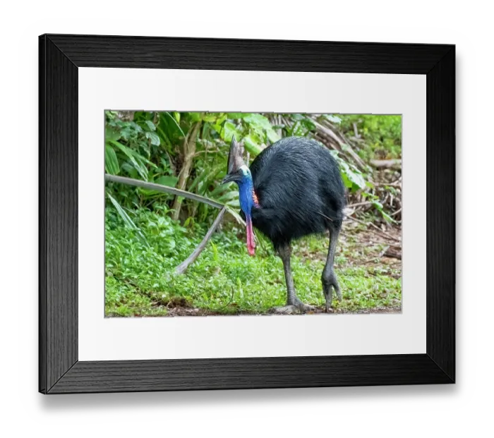 Framed Print : Southern cassowary (Casuarius casuarius) portrait, Etty Bay, tropical lowland rainforest, Queensland, Australia Framed Print : Southern cassowary (Casuarius casuarius) portrait, Etty Bay, tropical lowland rainforest, Queensland, Australia