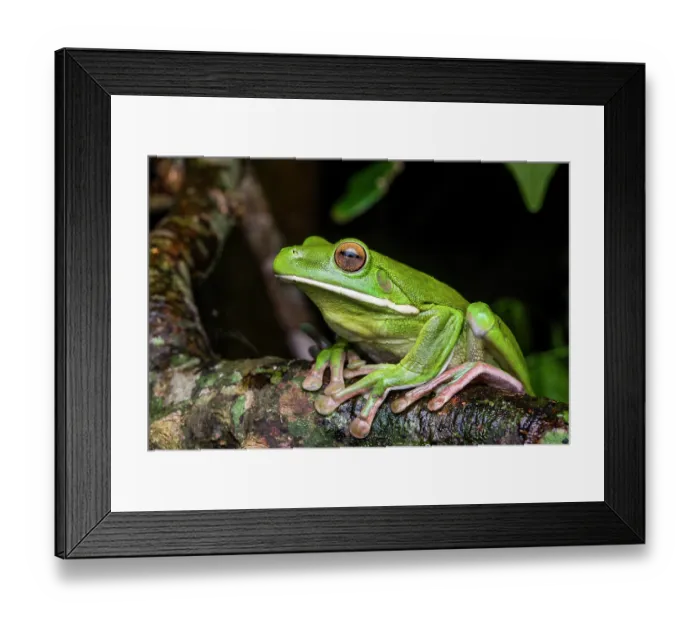 Framed Print : RF - White-lipped green tree frog (Litoria infrafrenata) portrait, Etty Bay, Wet Tropics World Heritage area, Queensland, Australia Framed Print : RF - White-lipped green tree frog (Litoria infrafrenata) portrait, Etty Bay, Wet Tropics World Heritage area, Queensland, Australia