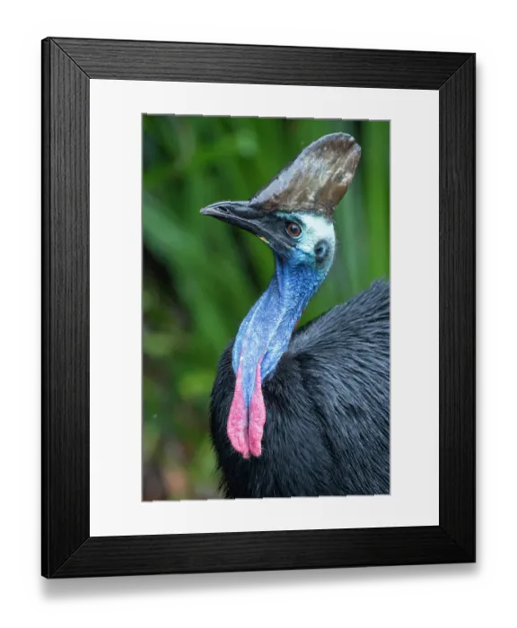 Framed Print : Southern cassowary (Casuarius casuarius) head portrait, Etty Bay, tropical lowland rainforest, Queensland, Australia Framed Print : Southern cassowary (Casuarius casuarius) head portrait, Etty Bay, tropical lowland rainforest, Queensland, Australia