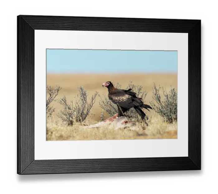 Framed Print : Wedge-tailed eagle (Aquila audax) perched on dead Kangaroo in open Mitchell grass (Astrebla sp.) grassland, Stonehenge, Queensland, Australia Framed Print : Wedge-tailed eagle (Aquila audax) perched on dead Kangaroo in open Mitchell grass (Astrebla sp.) grassland, Stonehenge, Queensland, Australia