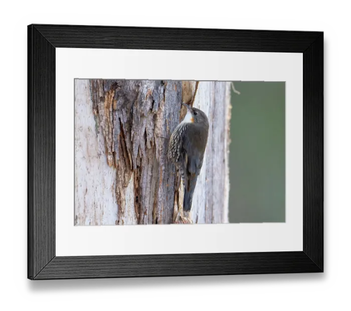 Framed Print : White-throated treecreeper (Cormobates leucophaea) female, foraging among bark on Eucalypt tree, Bungonia Gorge, New South Wales, Australia Framed Print : White-throated treecreeper (Cormobates leucophaea) female, foraging among bark on Eucalypt tree, Bungonia Gorge, New South Wales, Australia