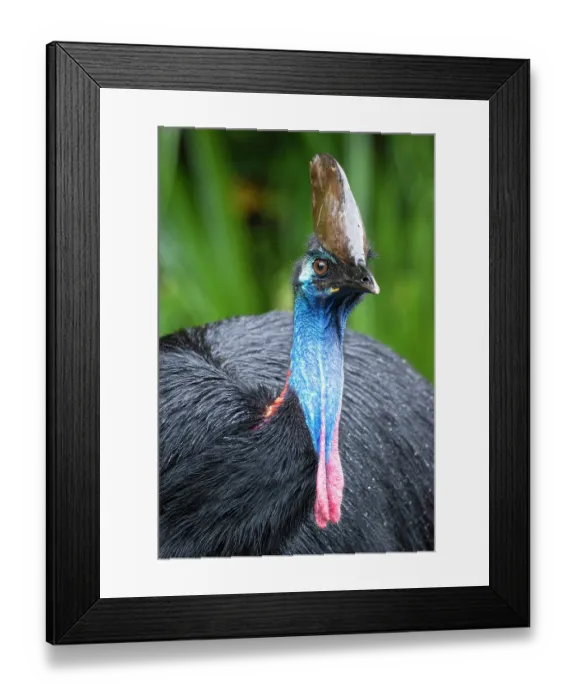 Framed Print : Southern cassowary (Casuarius casuarius) head portrait, Etty Bay, tropical lowland rainforest, Queensland, Australia