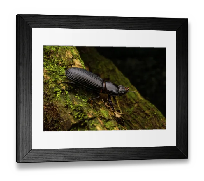 Framed Print : Bess beetle (Pharochilus punctiger) resting on moss-covered log at night, Cunningham's Gap, Queensland Australia Framed Print : Bess beetle (Pharochilus punctiger) resting on moss-covered log at night, Cunningham's Gap, Queensland Australia